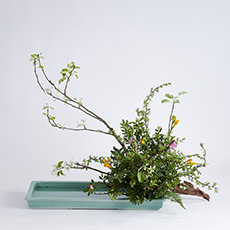 小原流台北支部 花潮62期 花展展花